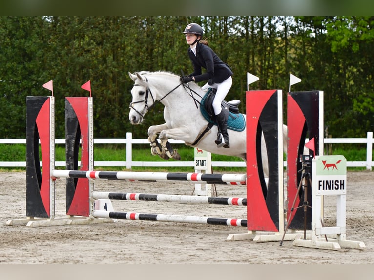 Belgisk ridponny Sto 16 år 145 cm Grå in Sijsele