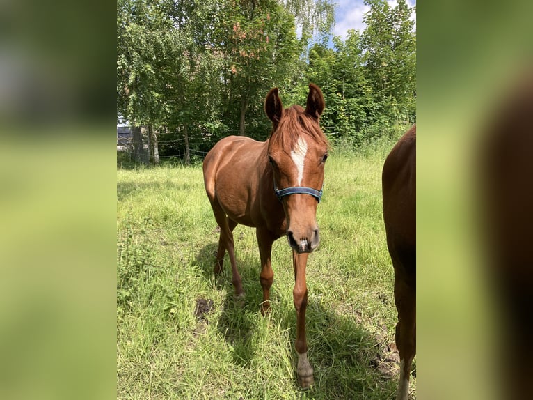 Belgisk ridponny Sto 1 år fux in Alken