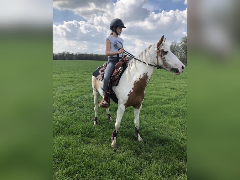 Belgisk ridponny Blandning Sto 8 år 135 cm Overo-skäck-alla-färger in Achel