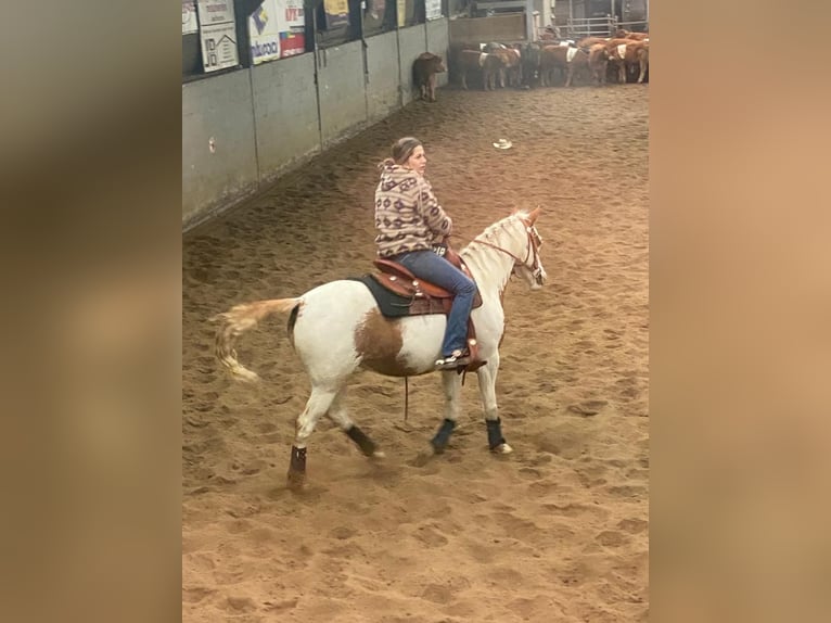 Belgisk ridponny Blandning Sto 8 år 135 cm Overo-skäck-alla-färger in Achel