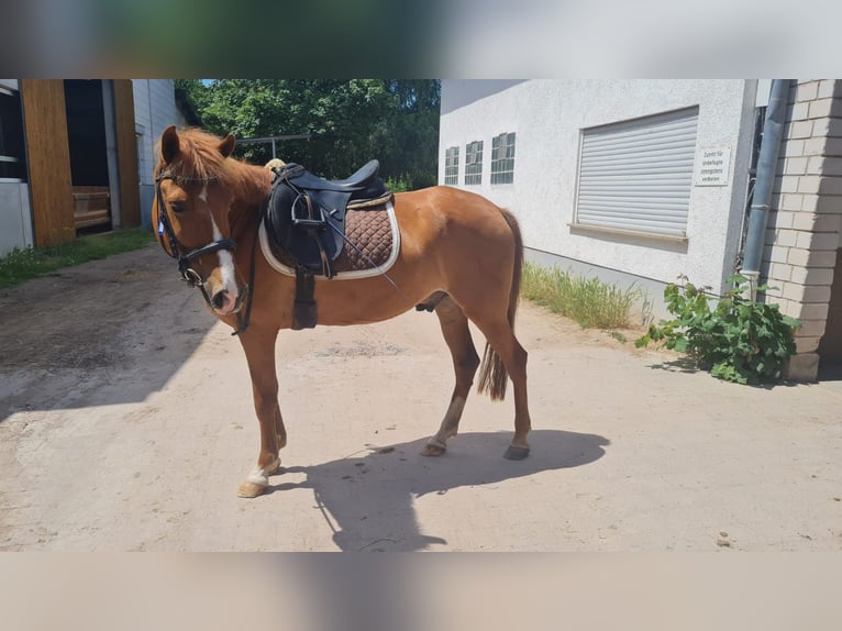 Belgisk ridponny Valack 11 år 140 cm fux in Zeiskam