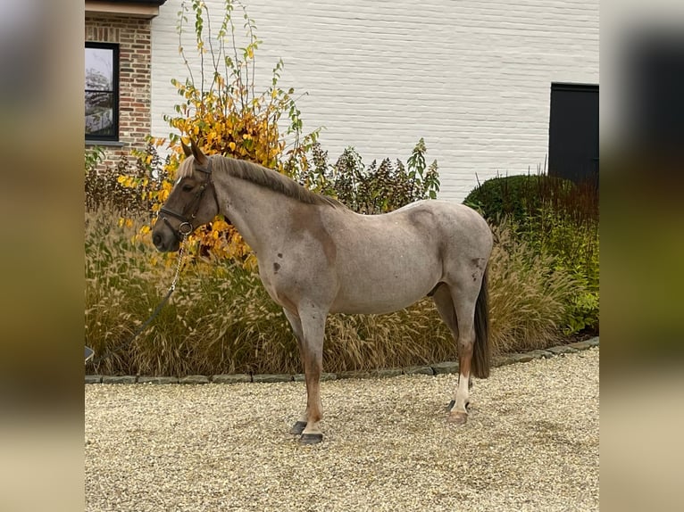 Belgisk ridponny Valack 17 år 147 cm Rödskimmel in Sint-Katherina-Lombeek