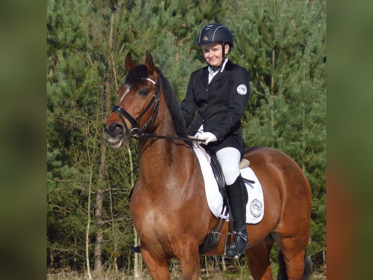 Belgisk ridponny Valack 20 år 148 cm Brun in Overpelt