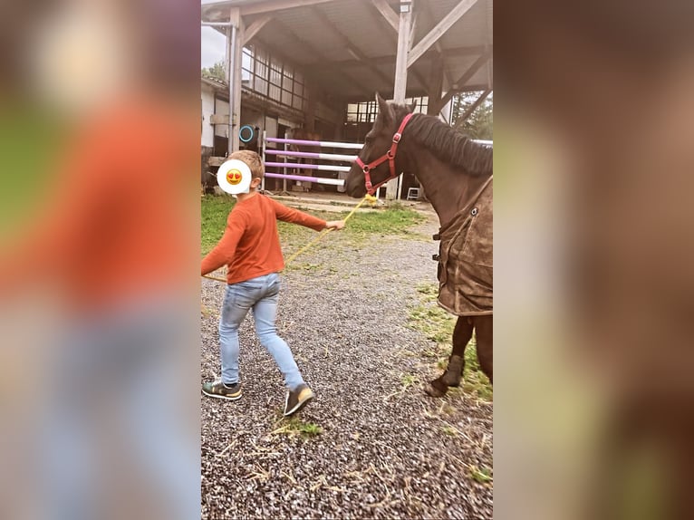 Belgisk ridponny Valack 4 år 146 cm Rökfärgad svart in Liège