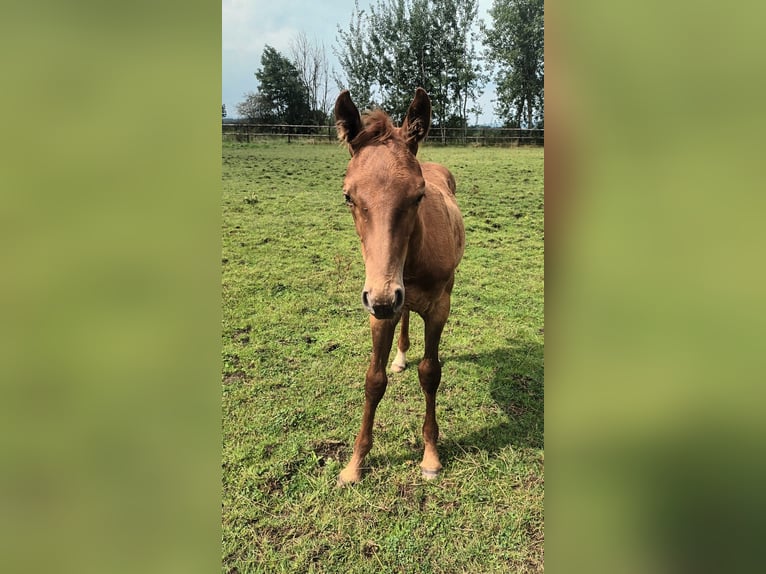 Belgisk sporthäst Hingst Föl (04/2024) fux in Lontzen