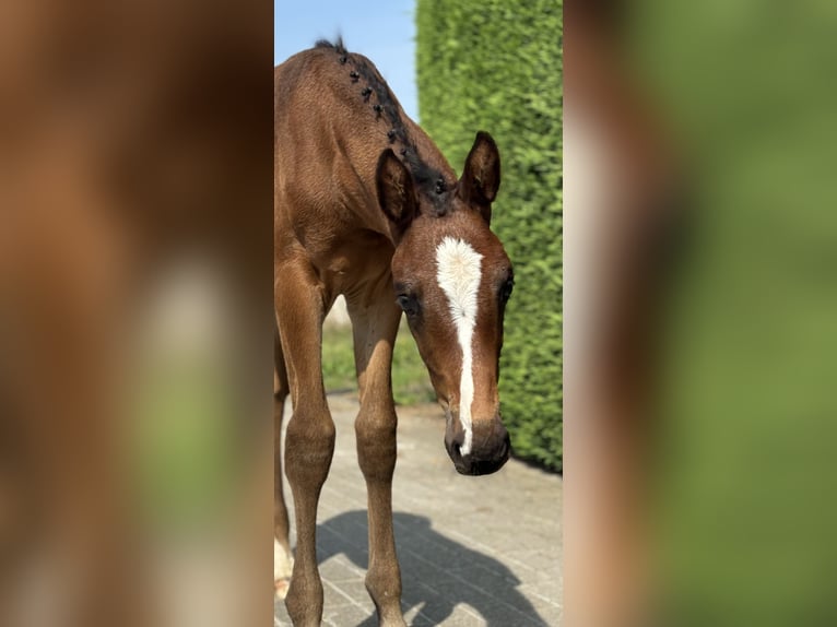 Belgisk sporthäst Hingst Föl (07/2024) Ljusbrun in Ranst