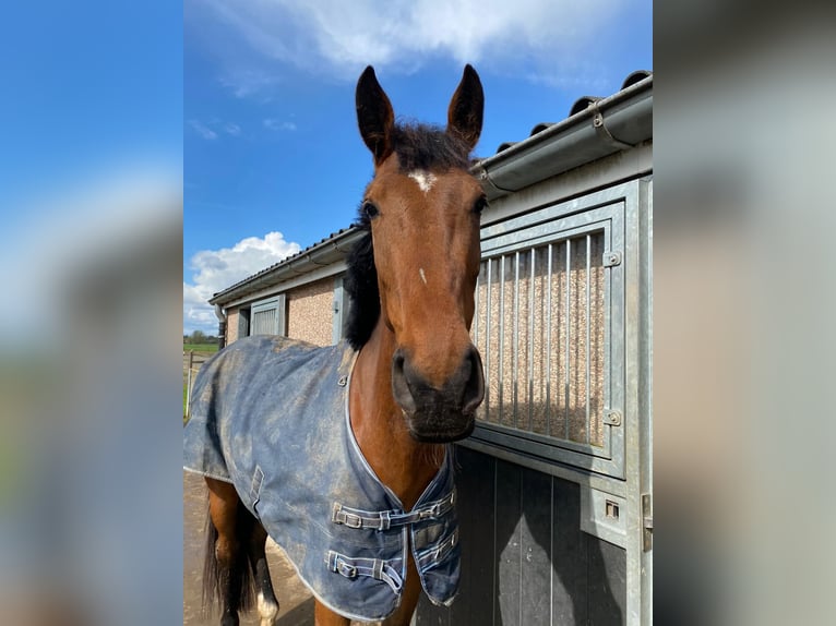 Belgisk sporthäst Sto 3 år 170 cm in Wervik