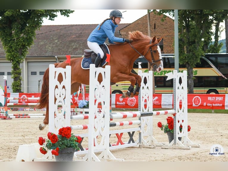 Belgisk sporthäst Sto 4 år 165 cm fux in Simard