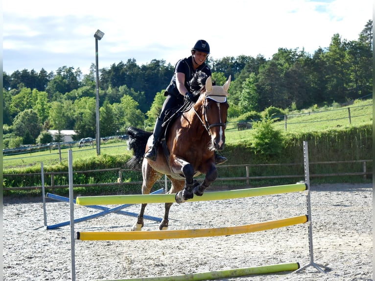 Belgisk sporthäst Valack 14 år 182 cm Brun in Cunfin