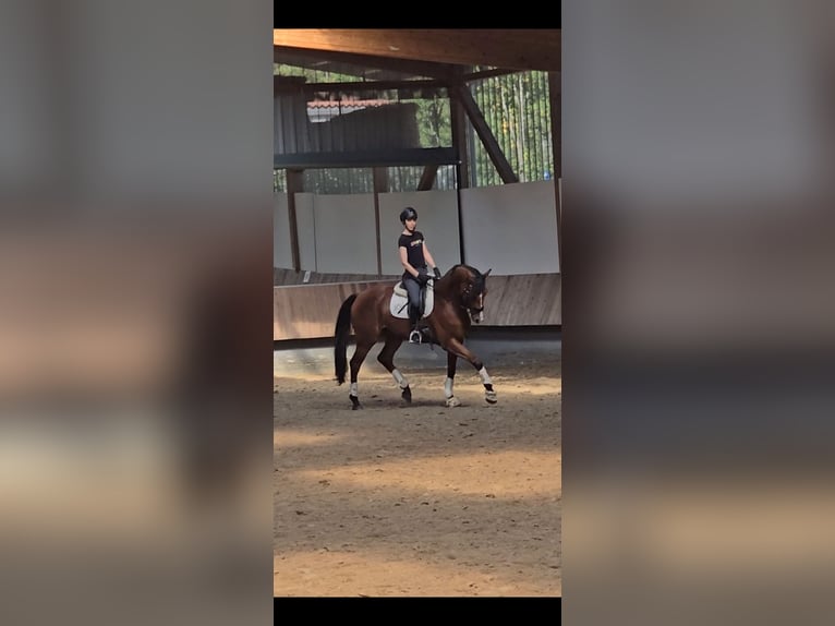 Belgisk sporthäst Valack 5 år 168 cm Brun in Kaufungen