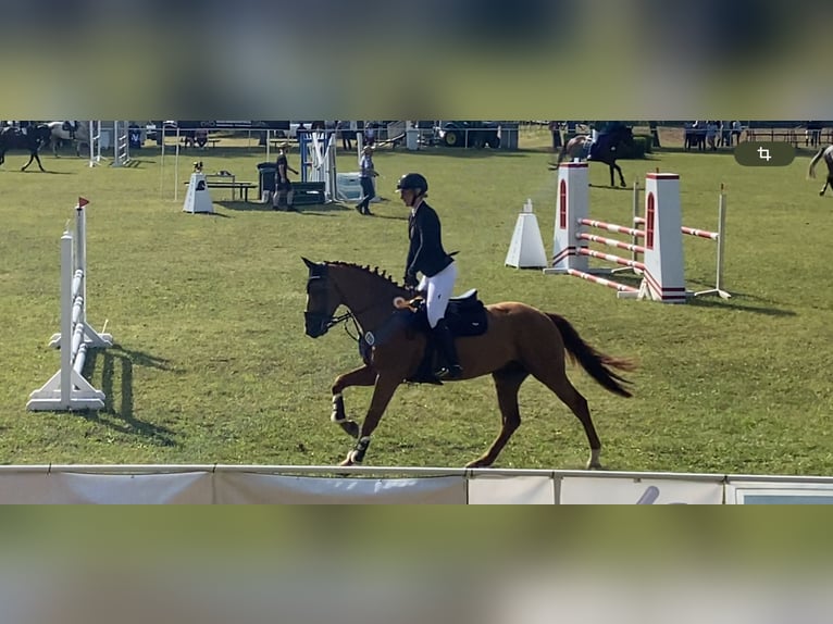 Belgisk sporthäst Valack 5 år 168 cm fux in Stralsund