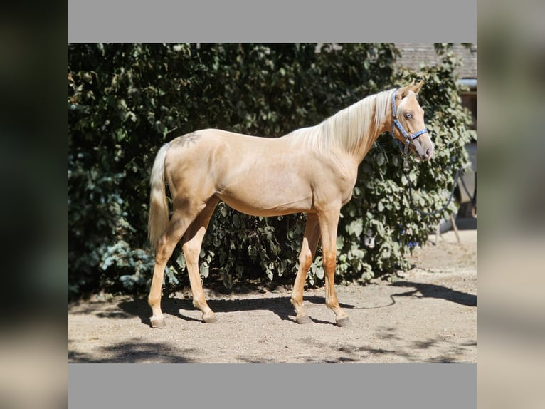 Belgiskt varmblod Hingst 1 år 138 cm Palomino in Visz