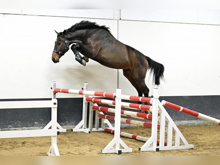 Belgiskt varmblod Hingst 3 år 169 cm Mörkbrun in Bladel