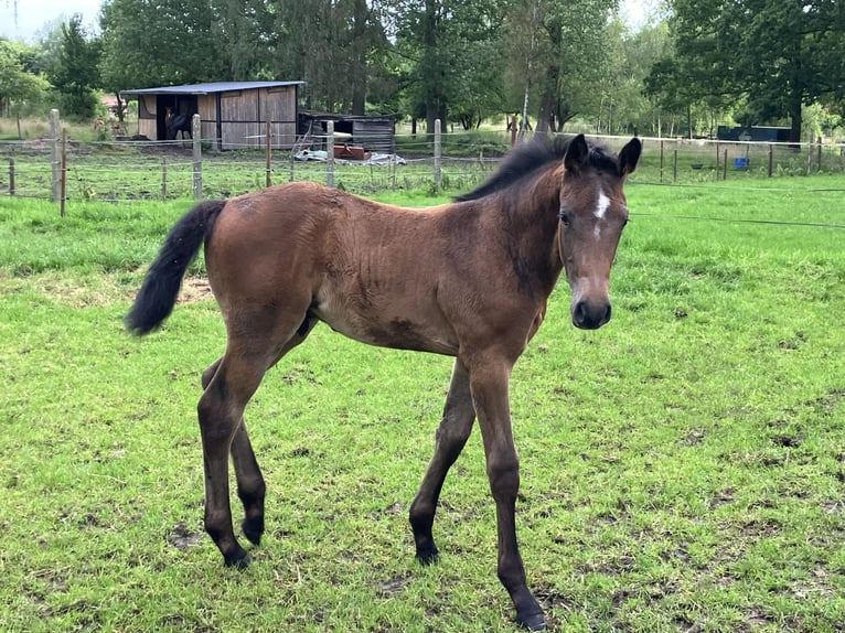 Belgiskt varmblod Hingst Föl (04/2024) Kan vara vit in Weerde