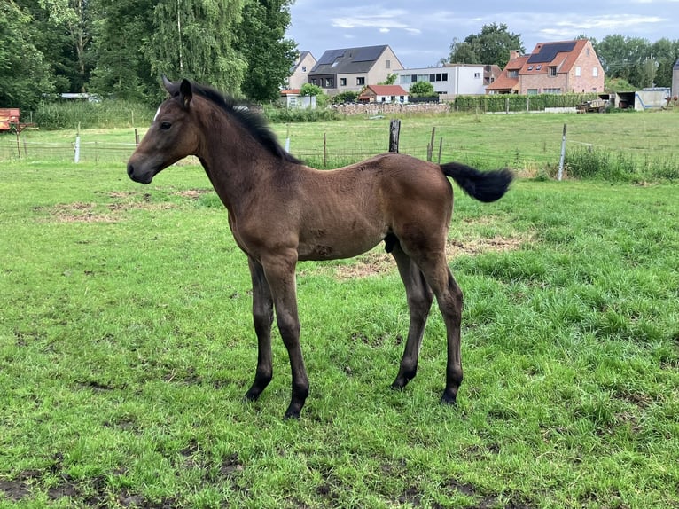 Belgiskt varmblod Hingst Föl (04/2024) Kan vara vit in Weerde