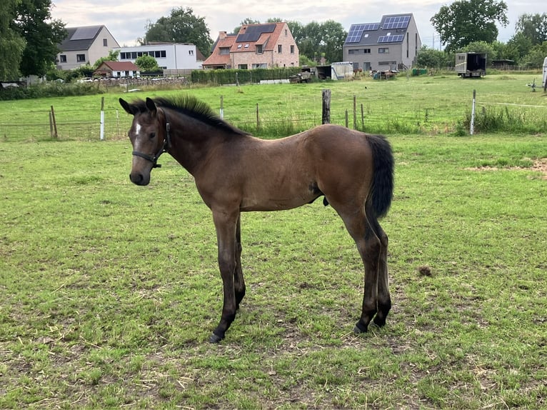 Belgiskt varmblod Hingst Föl (04/2024) Kan vara vit in Weerde