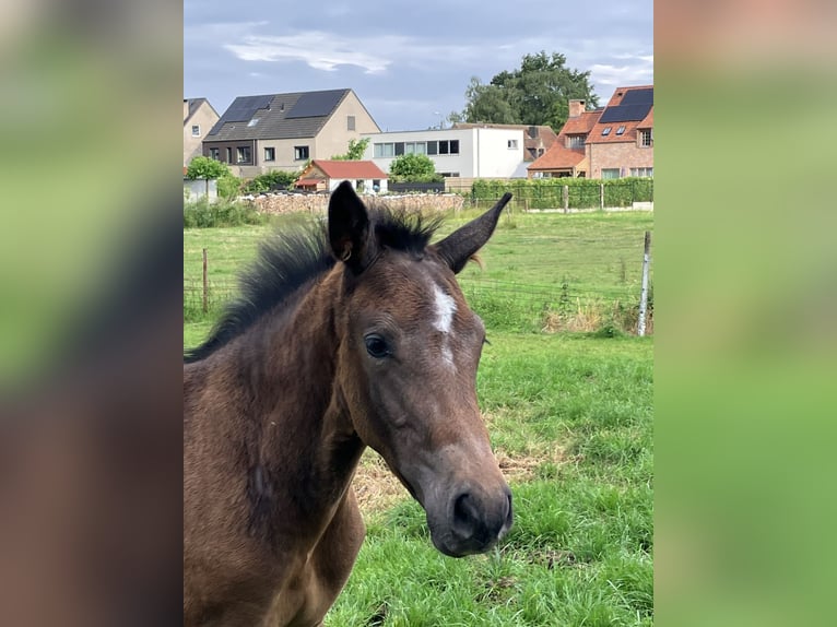 Belgiskt varmblod Hingst Föl (04/2024) Kan vara vit in Weerde