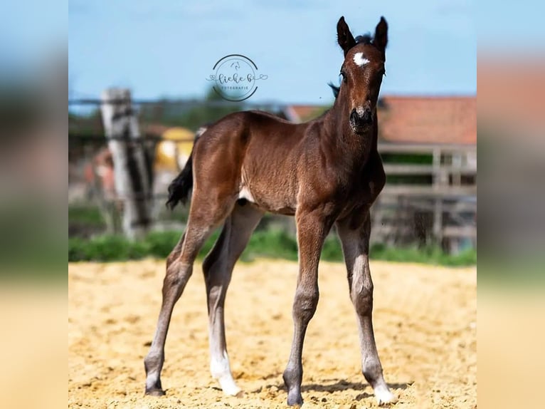 Belgiskt varmblod Hingst Föl (04/2024) Mörkbrun in Herk-De-Stad