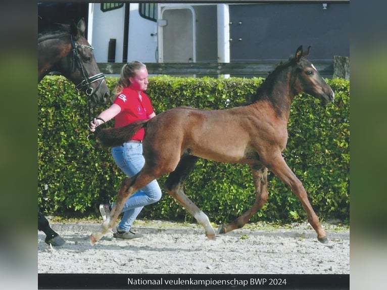 Belgiskt varmblod Hingst Föl (06/2024) Rökfärgad svart in Broechem