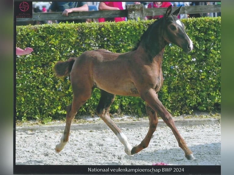 Belgiskt varmblod Hingst Föl (06/2024) Rökfärgad svart in Broechem