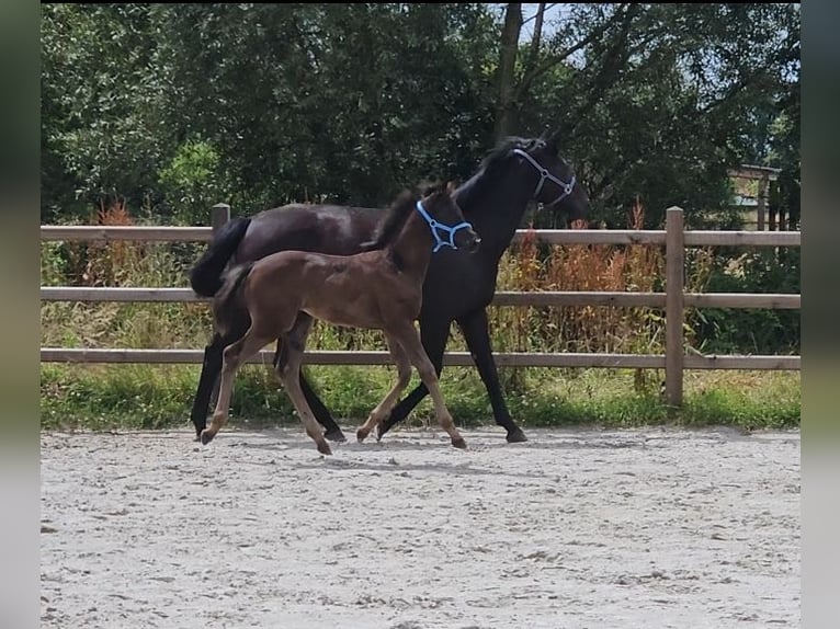 Belgiskt varmblod Hingst Föl (05/2024) Rökfärgad svart in Putte