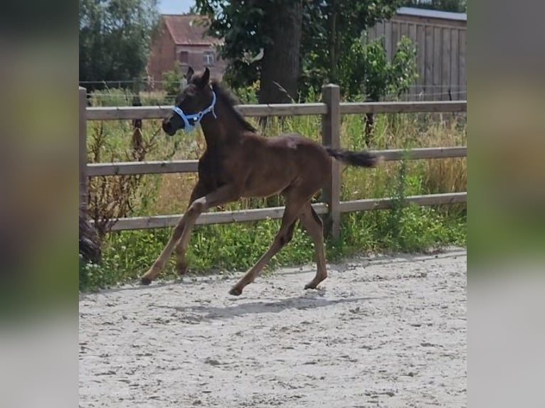 Belgiskt varmblod Hingst Föl (05/2024) Rökfärgad svart in Putte