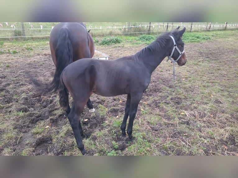 Belgiskt varmblod Hingst Föl (07/2024) Rökfärgad svart in Puurs