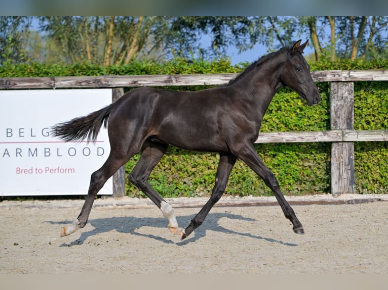 Belgiskt varmblod Hingst Föl (04/2024) Svart in Oud-Heverlee