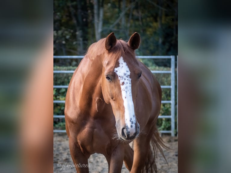 Belgiskt varmblod Sto 11 år 167 cm fux in Essen