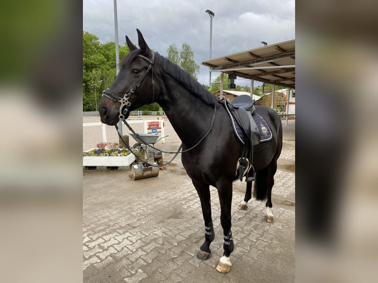 Belgiskt varmblod Sto 11 år 170 cm Rökfärgad svart in Schopfheim