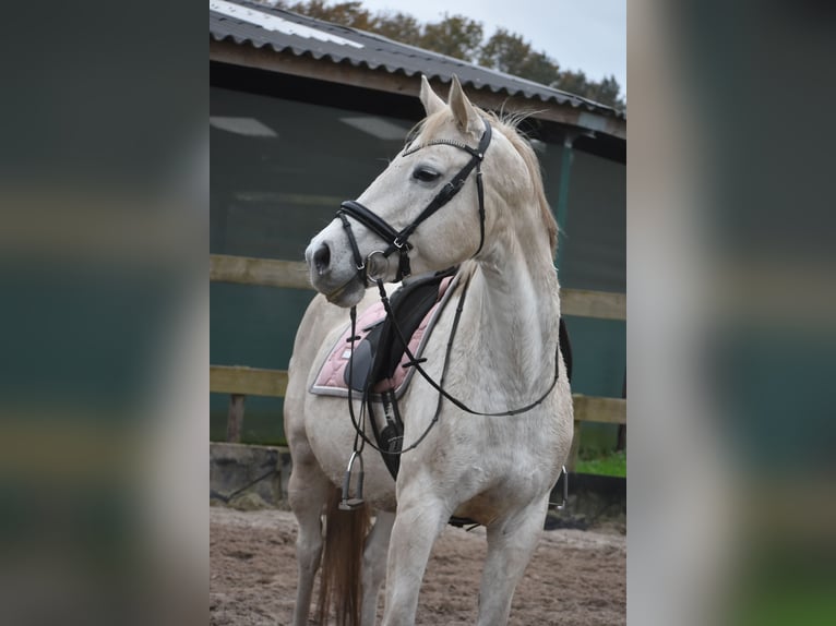 Belgiskt varmblod Sto 15 år 164 cm Vit in Achtmaal