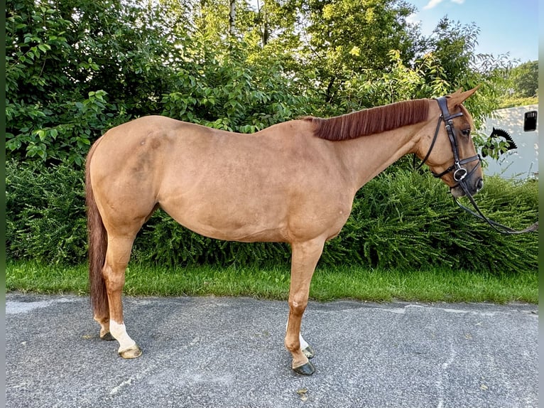 Belgiskt varmblod Sto 6 år 167 cm fux in Kleve