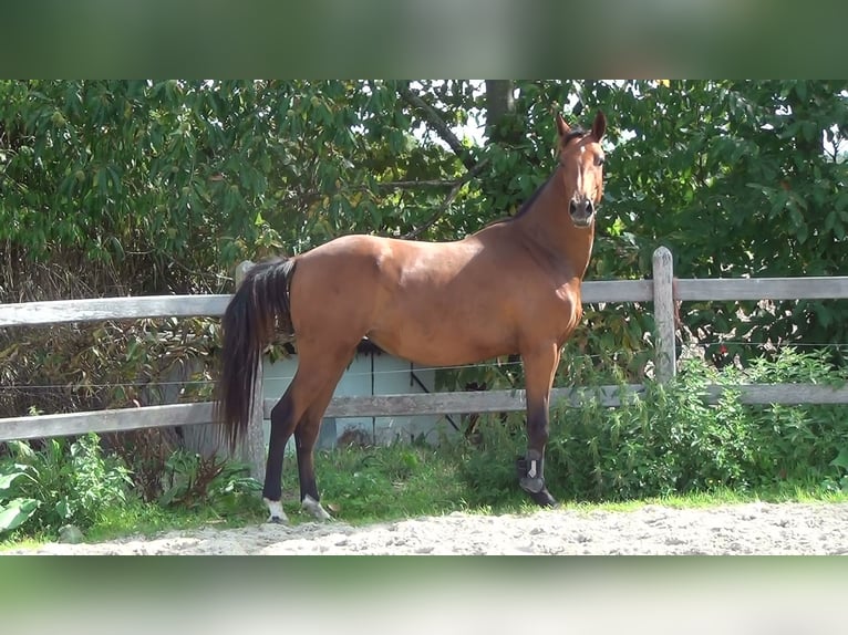 Belgiskt varmblod Sto 8 år 162 cm Brun in Oppuurs