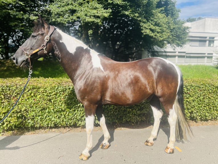 Belgiskt varmblod Valack 10 år 157 cm Pinto in Dietikon