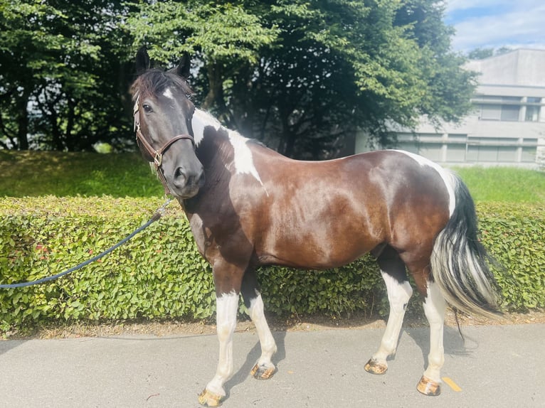 Belgiskt varmblod Valack 10 år 157 cm Pinto in Dietikon