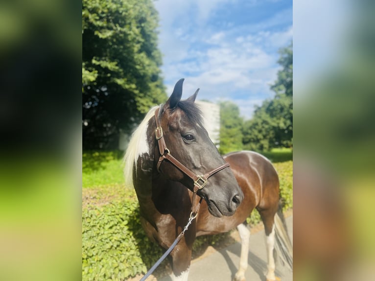 Belgiskt varmblod Valack 10 år 157 cm Pinto in Dietikon