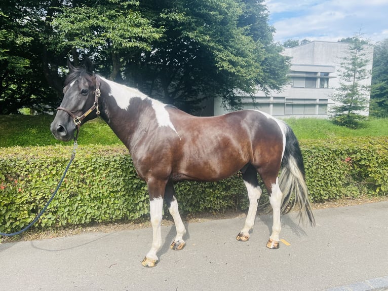 Belgiskt varmblod Valack 10 år 157 cm Pinto in Dietikon