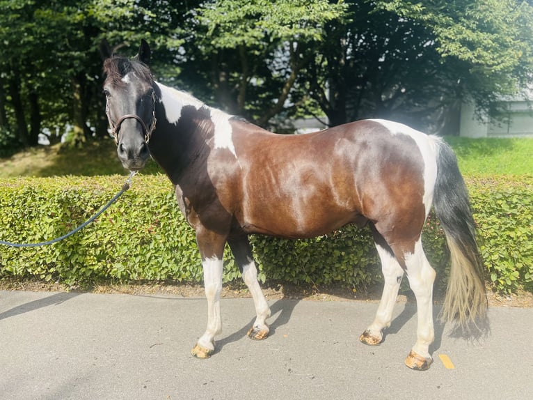 Belgiskt varmblod Valack 10 år 157 cm Pinto in Dietikon