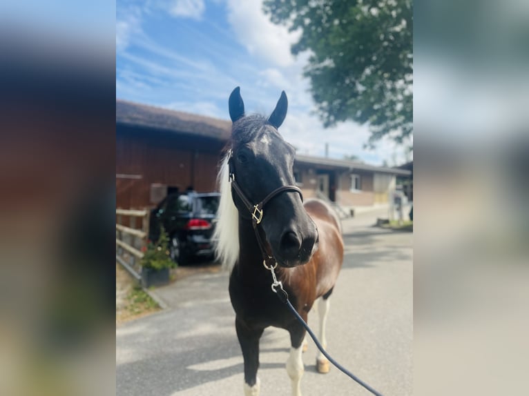 Belgiskt varmblod Valack 10 år 157 cm Pinto in Dietikon