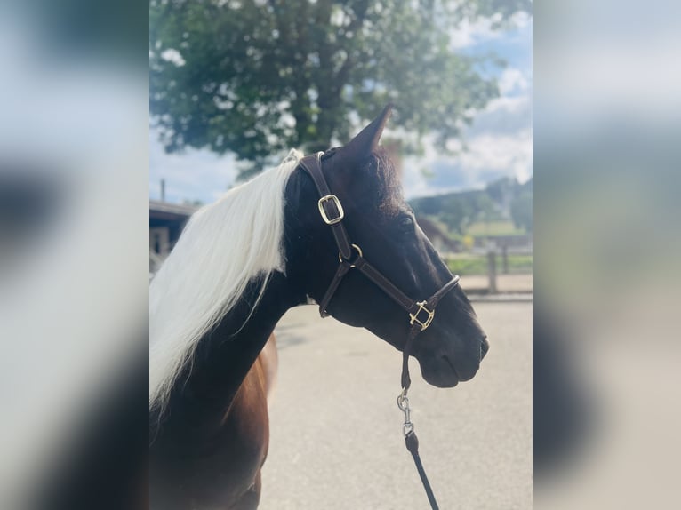 Belgiskt varmblod Valack 10 år 157 cm Pinto in Dietikon