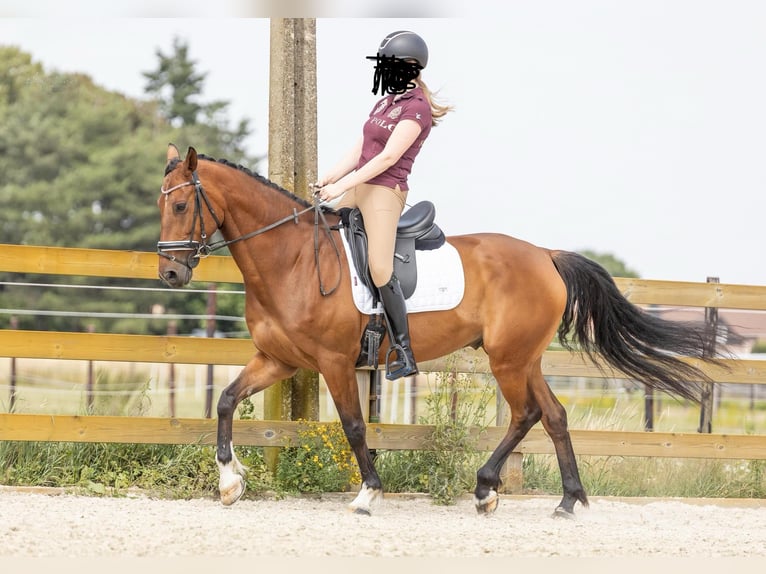 Belgiskt varmblod Valack 10 år 165 cm in Westerlo