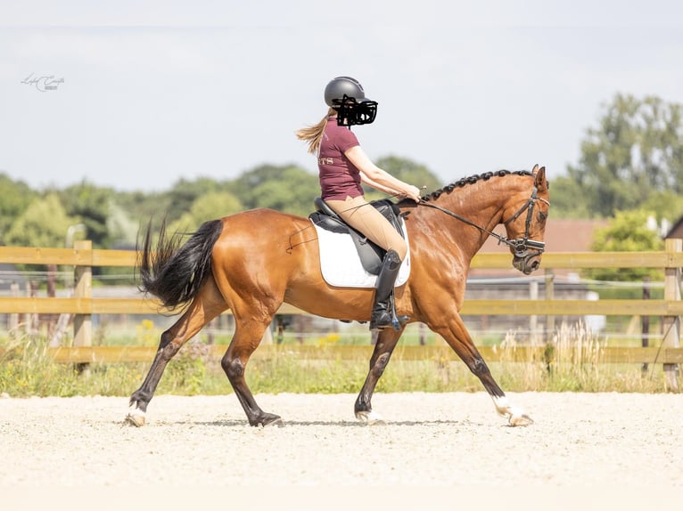 Belgiskt varmblod Valack 10 år 165 cm in Westerlo