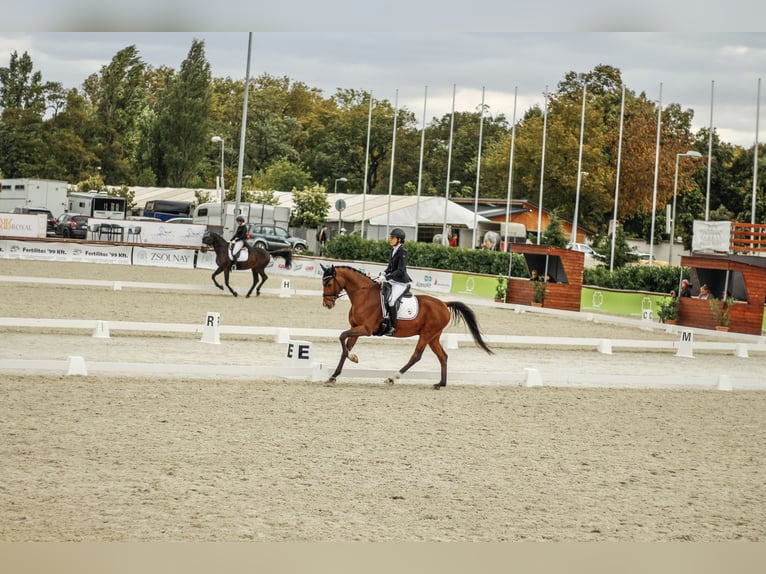 Belgiskt varmblod Valack 11 år 168 cm Brun in Budapest