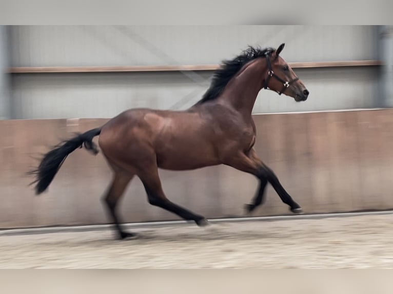 Belgiskt varmblod Valack 2 år 166 cm Brun in Zieuwent