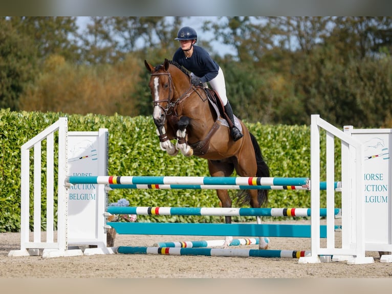 Belgiskt varmblod Valack 2 år 166 cm Brun in Kinrooi