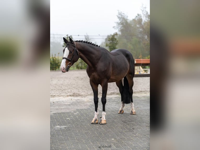 Belgiskt varmblod Valack 5 år Mörkbrun in Bladel