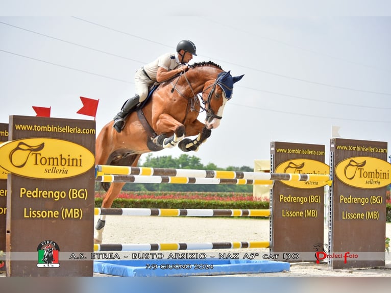 Belgiskt varmblod Valack 8 år 175 cm Brun in sežana