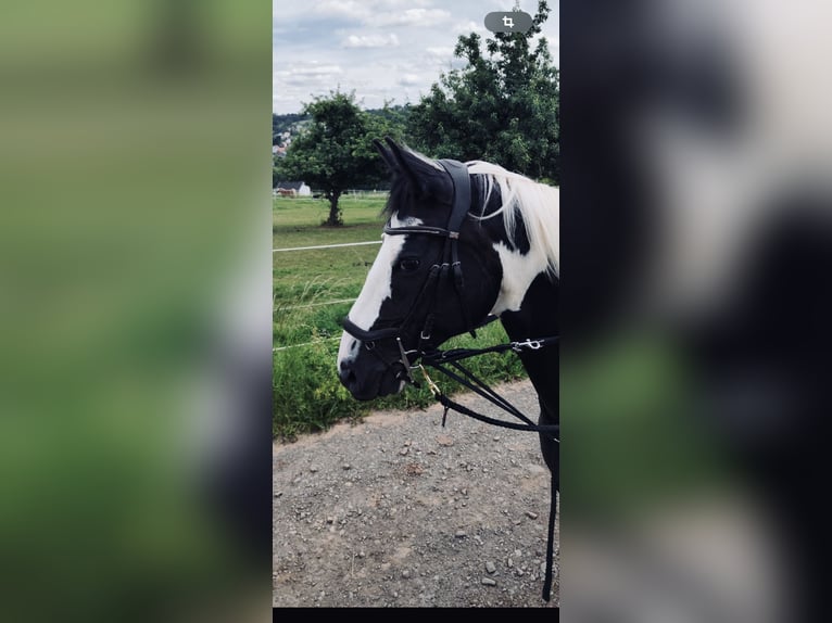 Belgiskt varmblod Blandning Valack 9 år 165 cm Pinto in Merchweiler