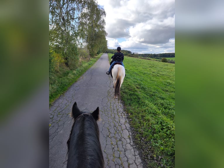 Belgiskt varmblod Blandning Valack 9 år 165 cm Pinto in Merchweiler