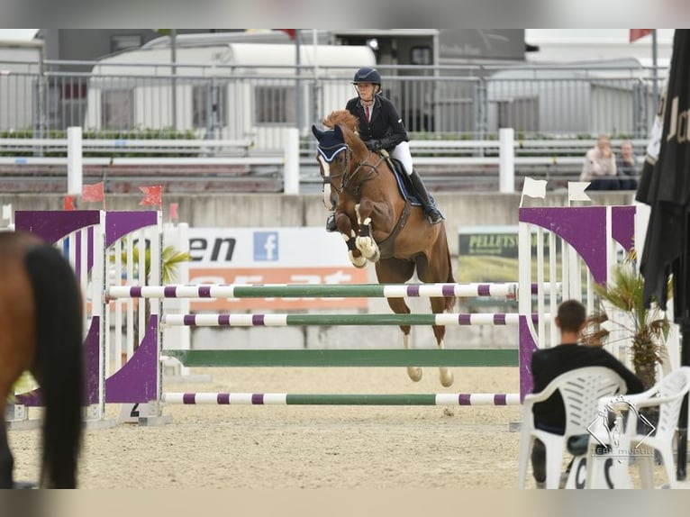 Belgiskt varmblod Valack 9 år 167 cm fux in Loiching